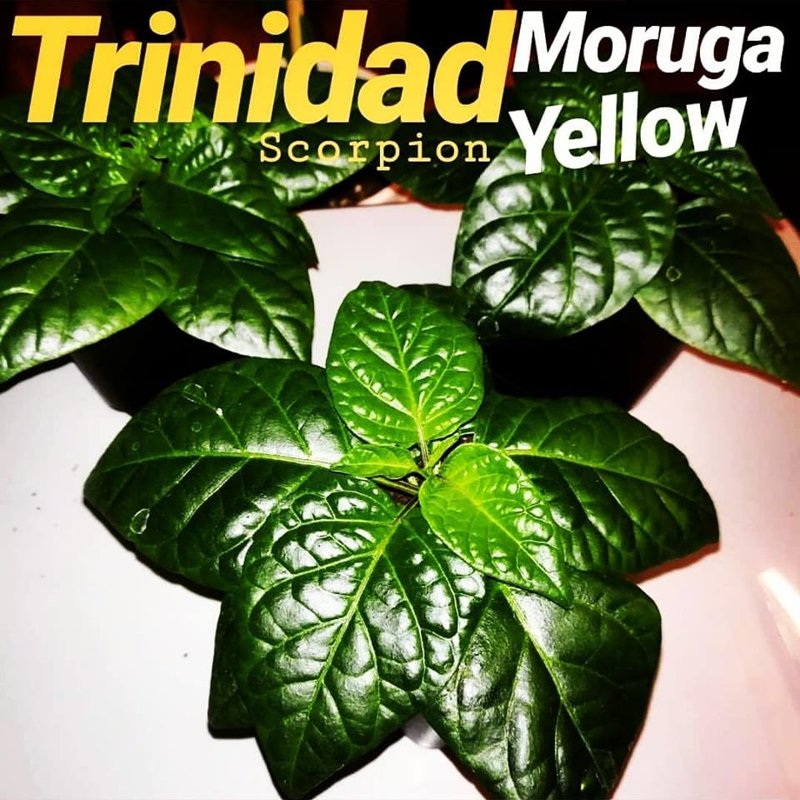 Wachstum Chilipflanze Trinidad Moruga Scorpion Gelb Doom Rabbit Seeds