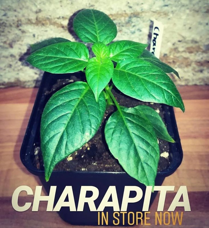 Aji Charapita - Saatgut - Chili Samen - Doom Rabbit Seeds - Capsicum chinensen