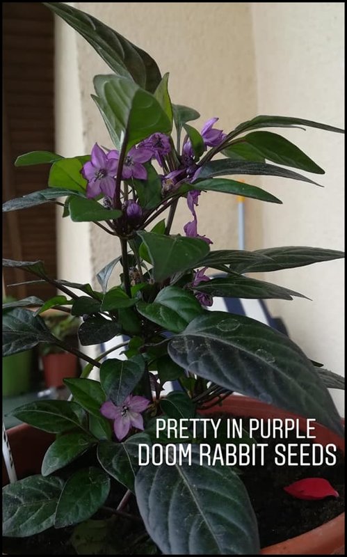 Pretty in Purple Chilipflanze - Capsicum Annuum - Doom Rabbit Seeds