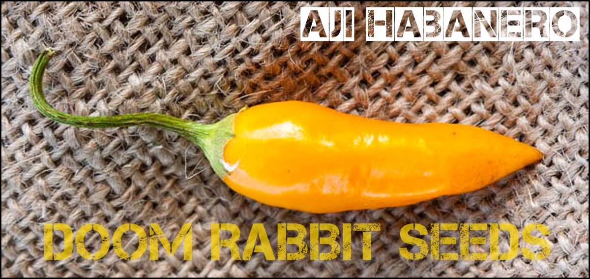 Aji Habanero, Doom Rabbit Seeds, Saatgut, Chili, Scharf, Pepperoni, Hot Pepper