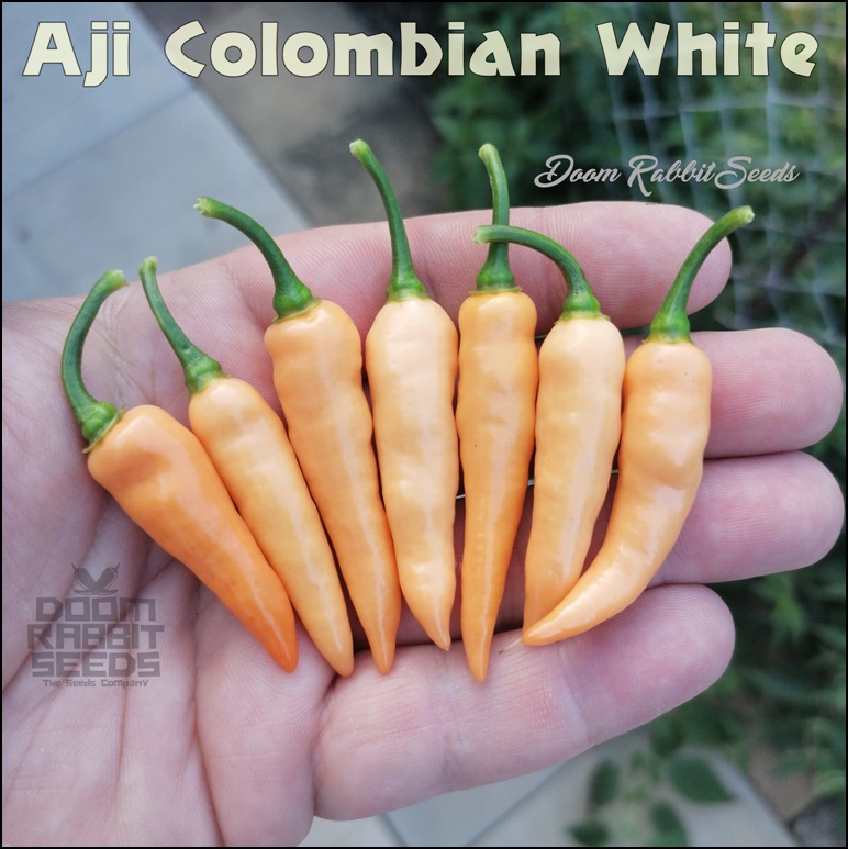 Aji Colombian White Chili Doom Rabbit Seeds