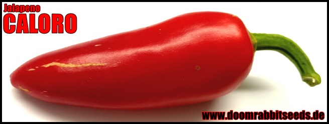 Chilisamen online kaufen, Jalapeno Saatgut, Pepper Seeds, Hot Seeds, Doom Rabbit Seeds, Chilishop