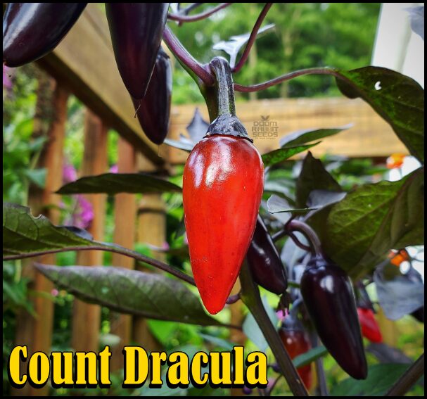 Count Dracula Chilisamen online kaufen 