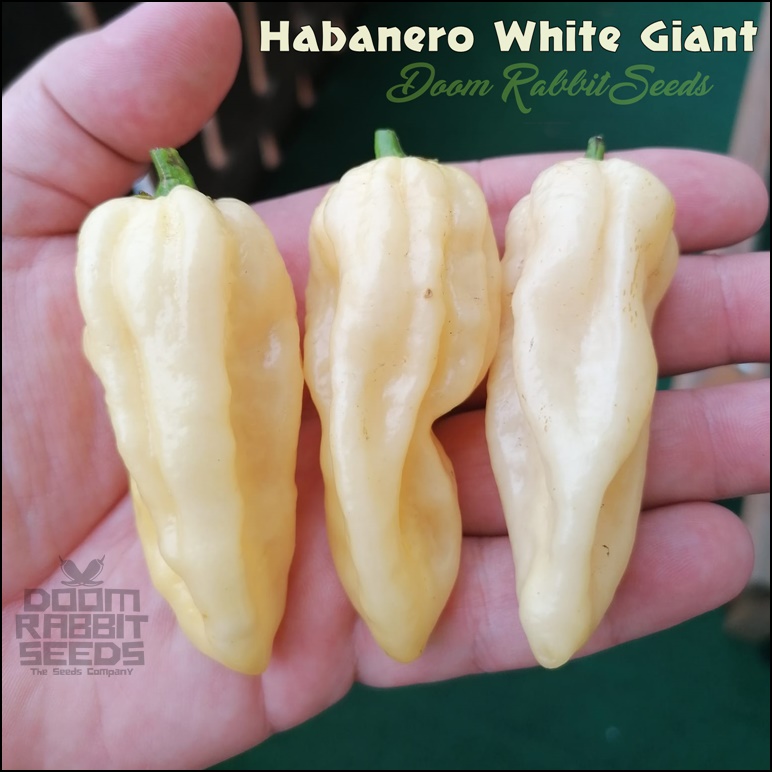Habanero White Giant - Doom Rabbit Seeds