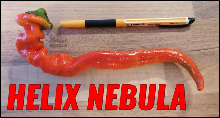 Space Chili Helix Nebula Saatgut online kaufen