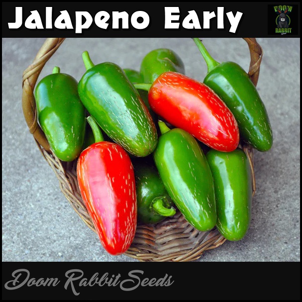 Jalapeno Samen online kaufen Chilisamen Chilis Jalapeno Early