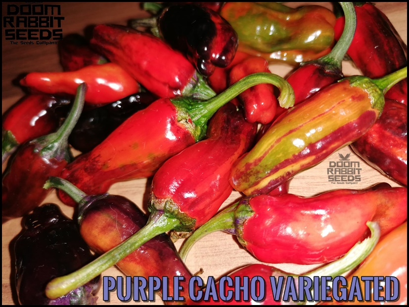 Purple Cacho Variegated Chilisamen online kaufen