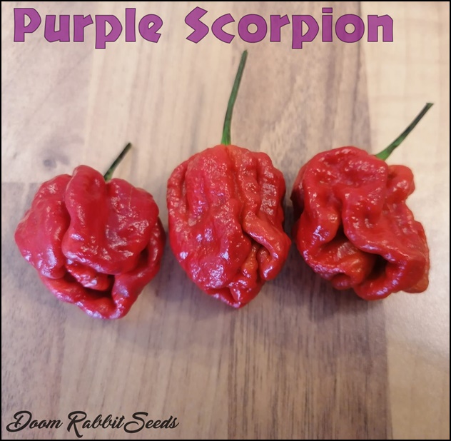 Purple Scorpion Chili Doom Rabbit Seeds