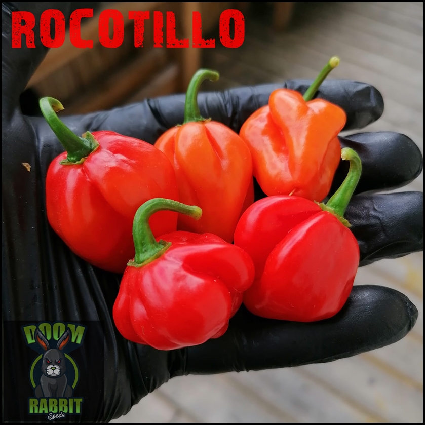 Rocotillo Chili -Chilisamen online kaufen www.doomrabbitseeds.de