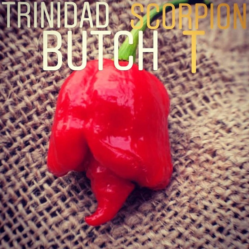 Trinidad Scorpion Butch T