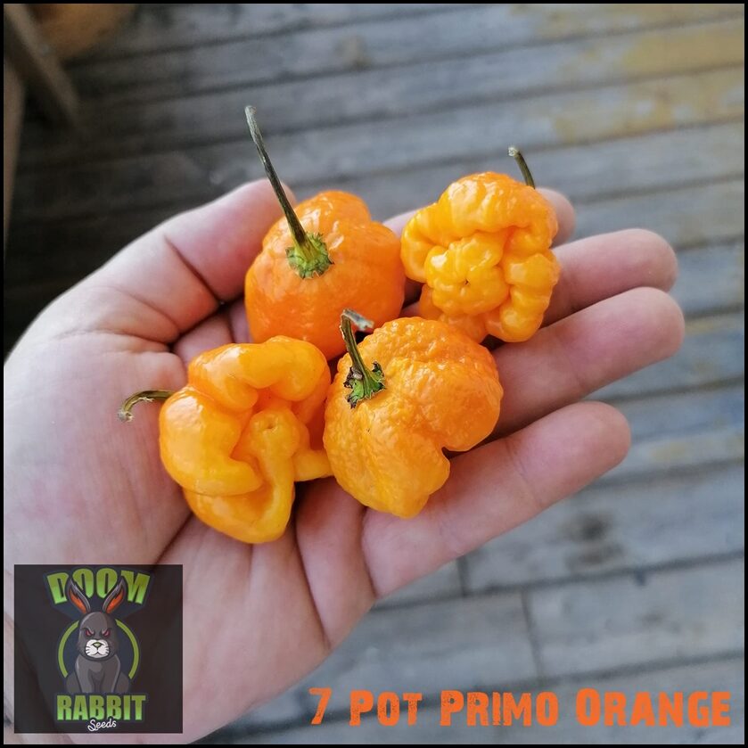7 Pot Primo Orange 