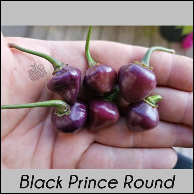 Black Prince x Purple Ufo