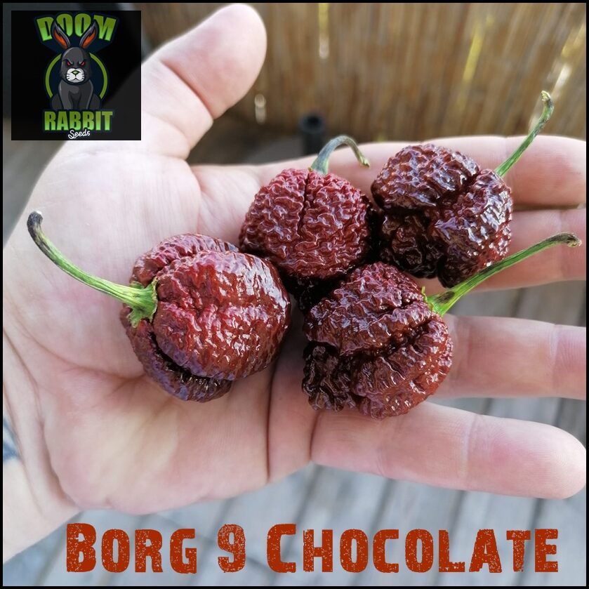 Borg 9 Chocolate 