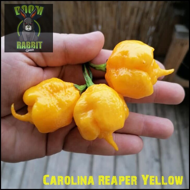 Carolina Reaper Yellow 