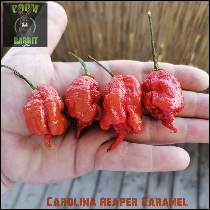 Carolina Reaper Caramel 