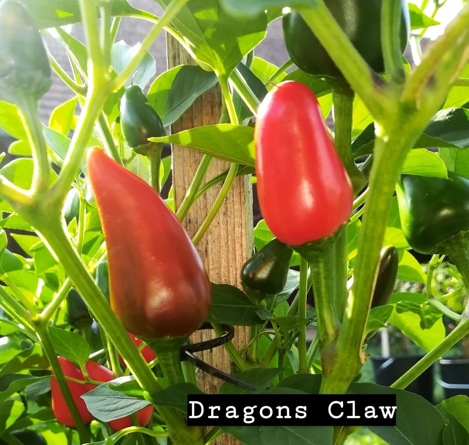 Dragons Claw
