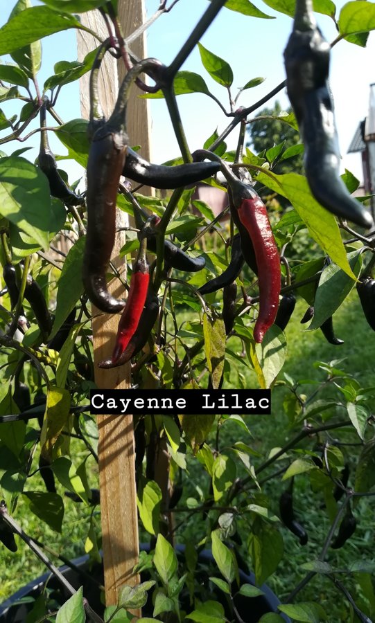 Cayenne Lilac