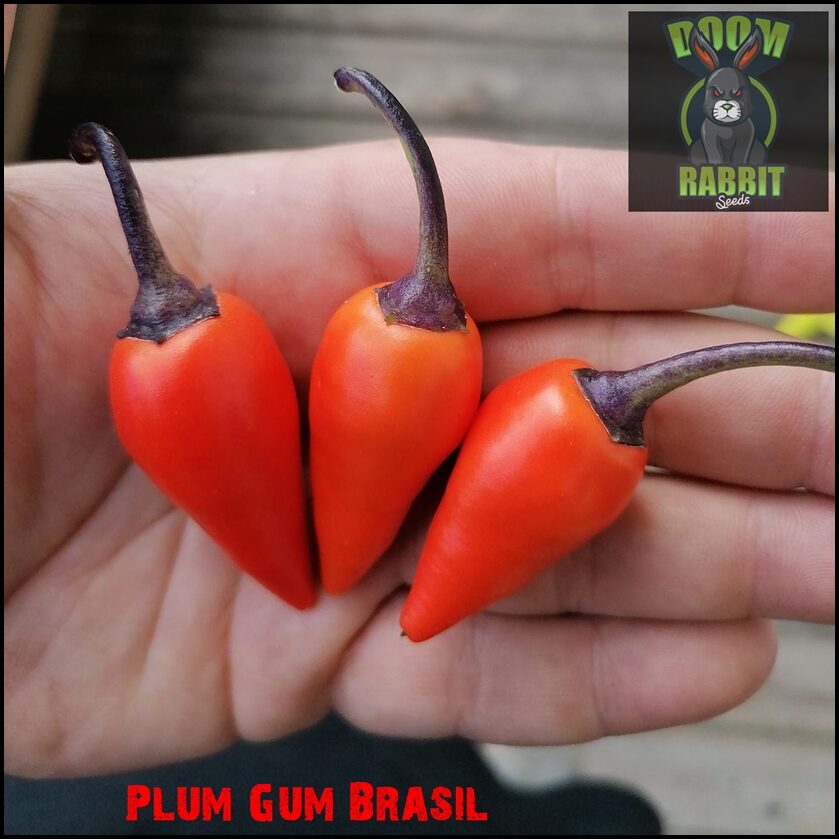 Plum Gum Brasil