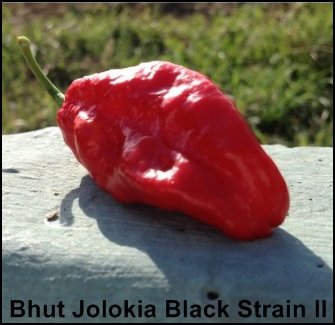Bhut Jolokia Black Strain II