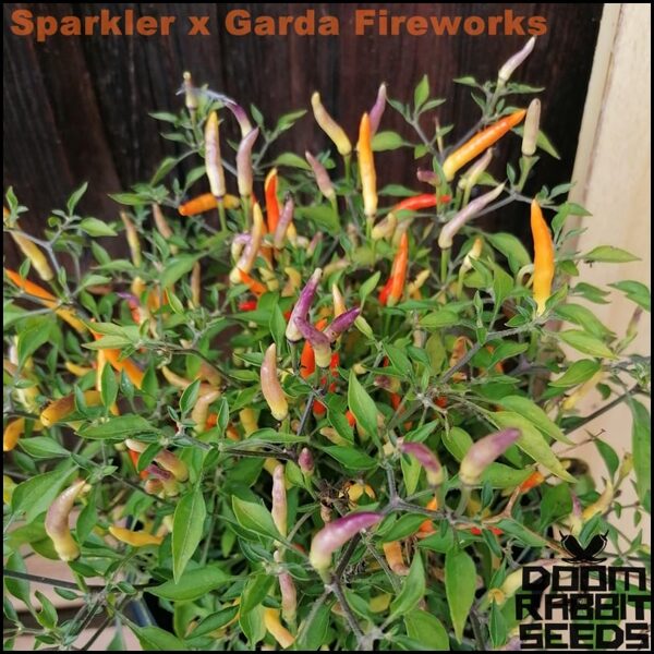 Sparkler x Garda Fireworks 