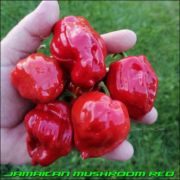 Jamaican Mushroom Red