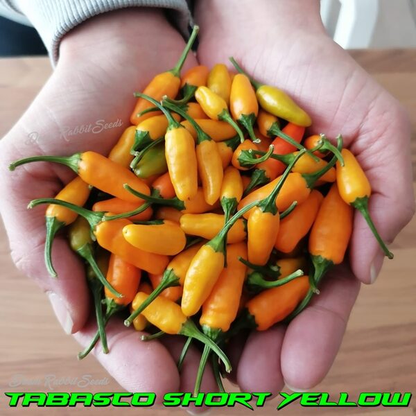 Tabasco Short Yellow