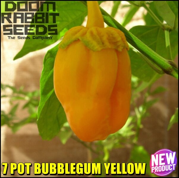 7 Pot Bubblegum Yellow