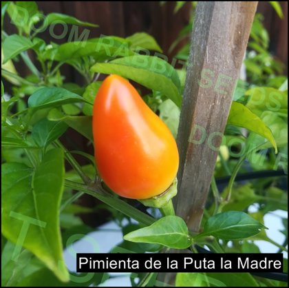 Pimienta de la Puta la Madre