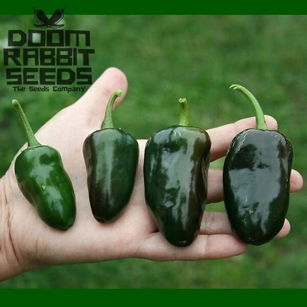 Jalapeno Black Bullet