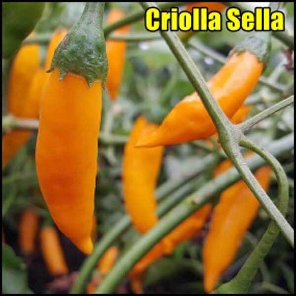 Criolla Sella