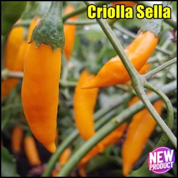 Criolla Sella