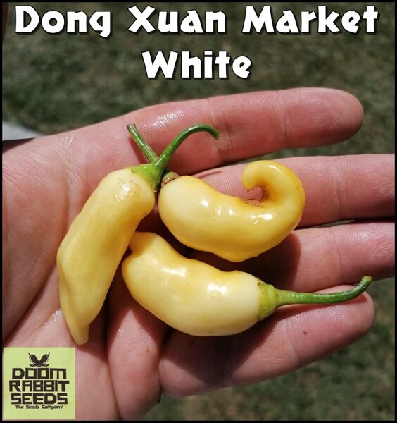 Dong Xuan Market White