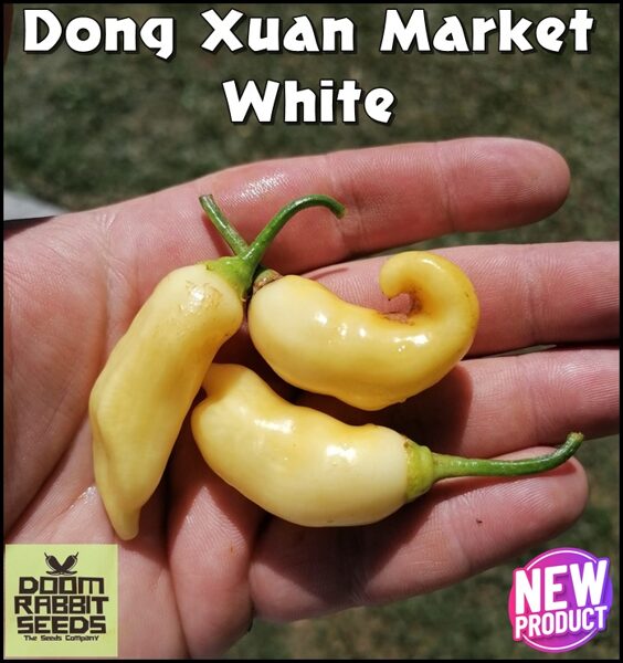 Dong Xuan Market White