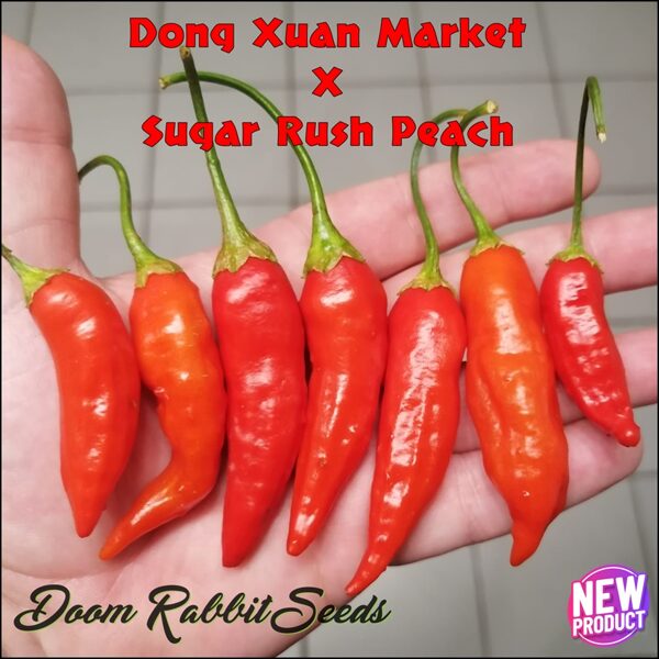 Dong Xuan Market X Sugar Rush Peach