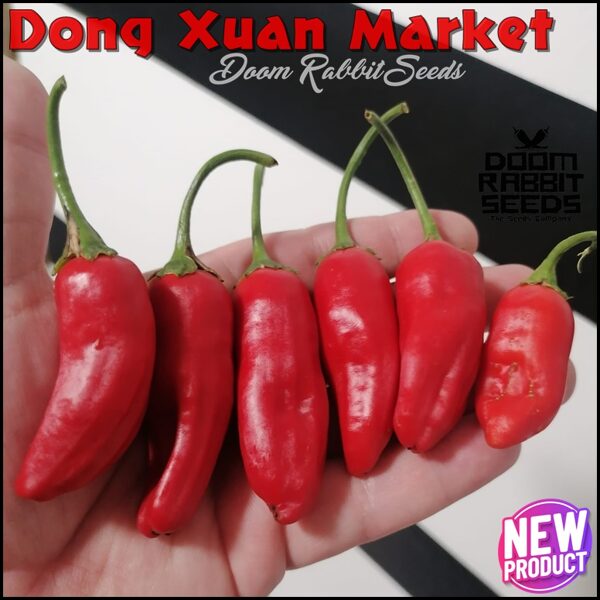 Dong Xuan Market