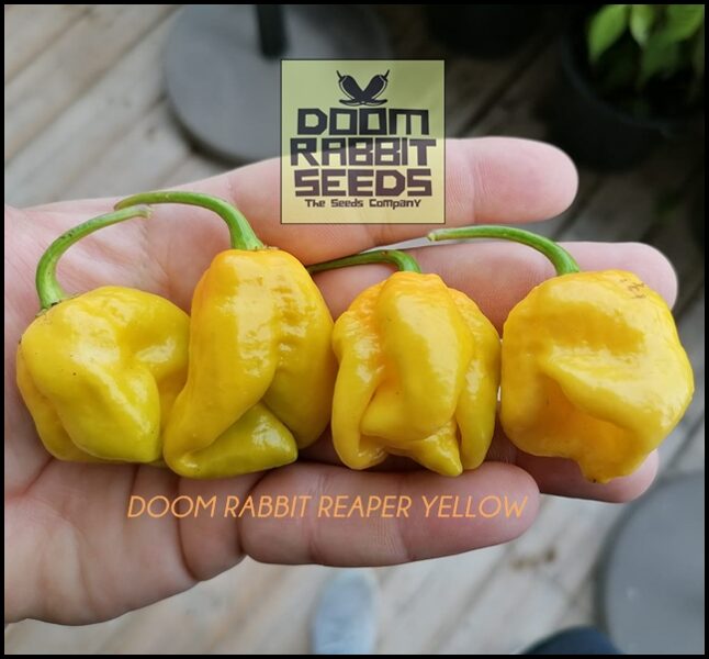 Doom Rabbit Reaper Yellow