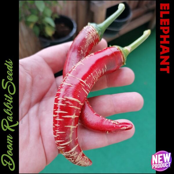 Elephant (Vezena piperka)