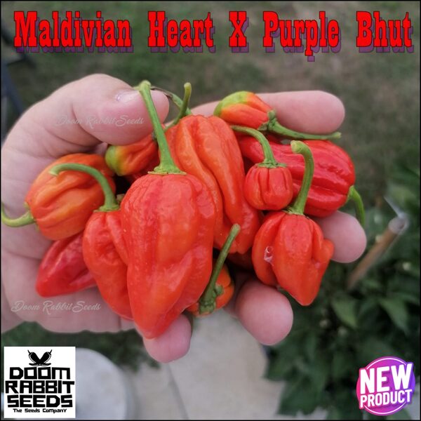 Maldivian Heart X Purple Bhut