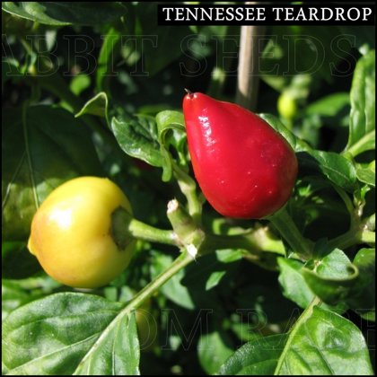 Tennessee Teardrop