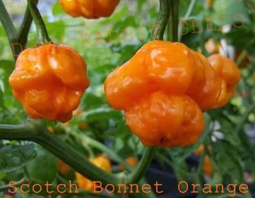 Scotch Bonnet Orange