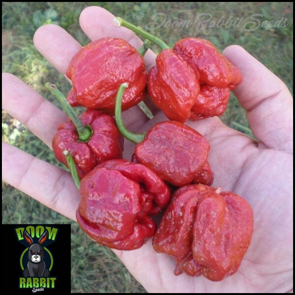 Trinidad Moruga Scorpion Caramel