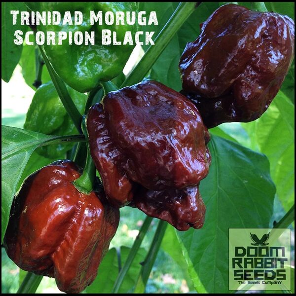 Trinidad Moruga Scorpion Black