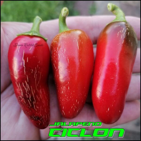 Jalapeno Ciclon