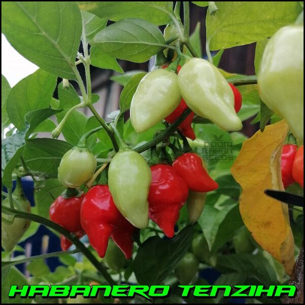Habanero Tenziha 