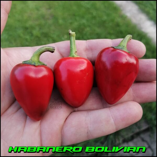 Habanero Bolivian