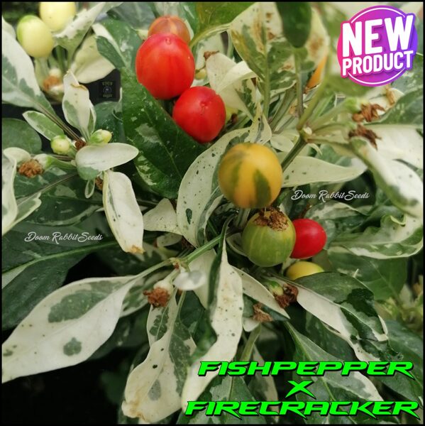 Fish Pepper X Firecracker