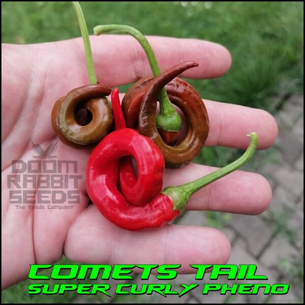 Hangjiao 4 - Comets Tail (Super Curly Pheno) 