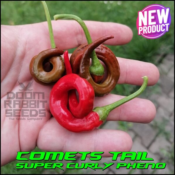 Hangjiao 4 - Comets Tail (Super Curly Pheno)