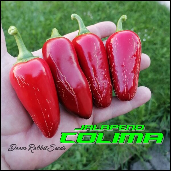 Jalapeno Colima