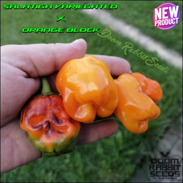 Salatiga Variegated X Orange Block